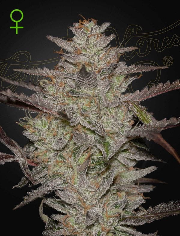 AlienZ Auto from Green House Seeds