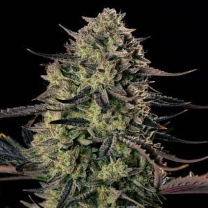 Alien Gas XXL Auto cannabis seeds – Super Strength – The End of October – Auto-Flowering – image 1 from Seed City