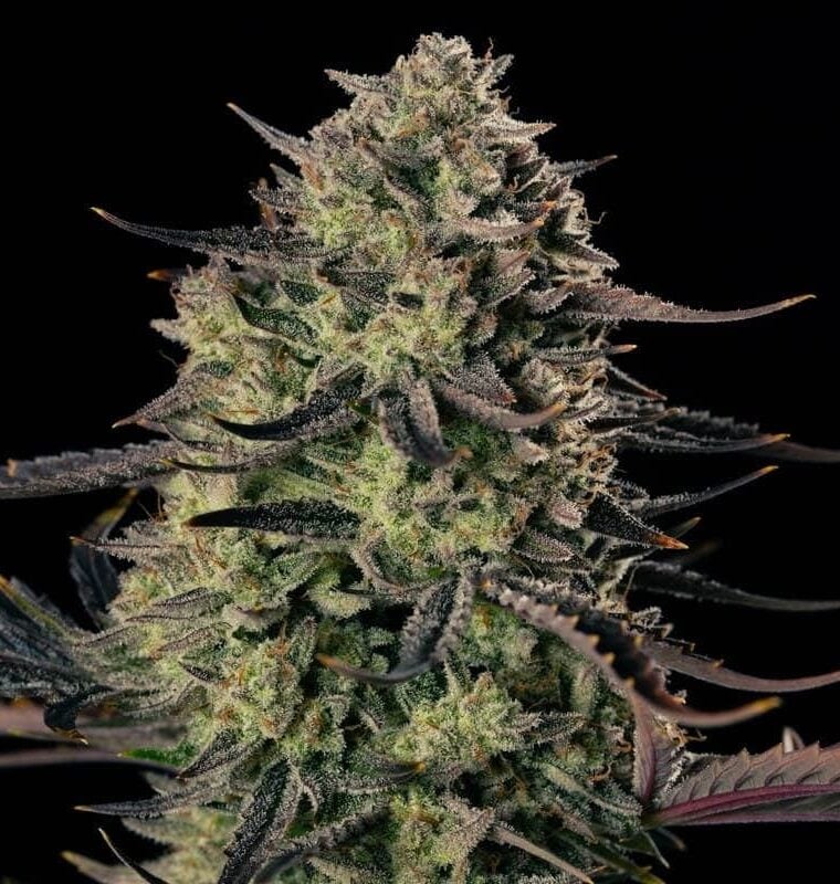 Alien Gas XXL Auto cannabis seeds – Super Strength – The End of October – Auto-Flowering – image 1 from Seed City