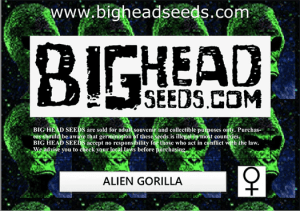 Alien Gorilla