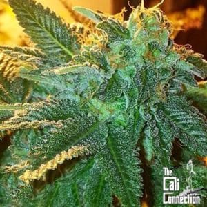Alien OG