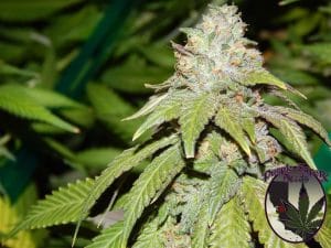 Alien OG