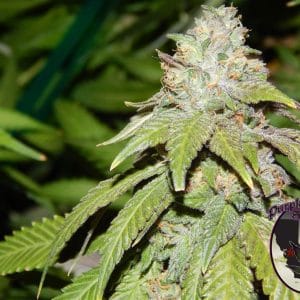Alien OG cannabis seeds – Suited for indoor growing – Regular – 12/12 Photoperiod – image 1 from Seed City