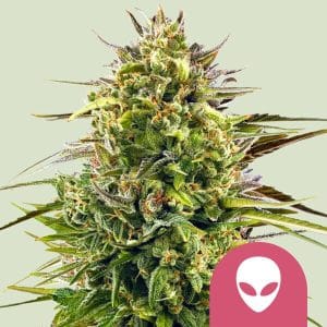 Alien OG from Royal Queen Seeds