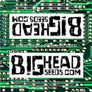 Alien Technology cannabis seeds – 12/12 Photoperiod – Earthy – Cerebral – image 1 from Seed City