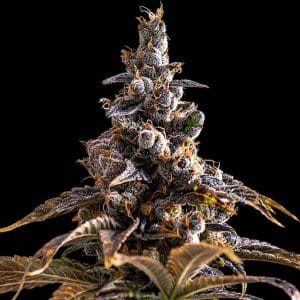 Alien Technology X Do Si Dos by Empire Seeds – Citrus – Super Strength – Indica-heavy – image 1 – Seed City