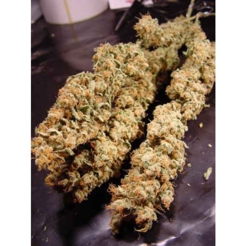 事例一覧 Kush Cannabis Seeds | Paradise Seeds | Seed City
