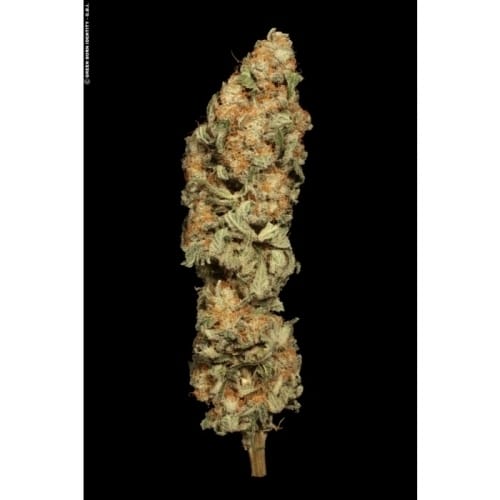 All Kush from Paradise Seeds