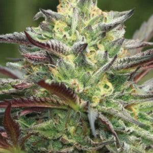 All Gas OG by Humboldt Seed Company – Female seeds – Indica-heavy – Suited for indoor growing – image 1 – Seed City