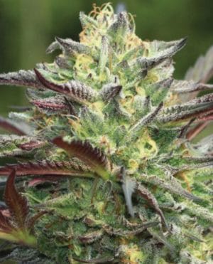 All Gas OG
