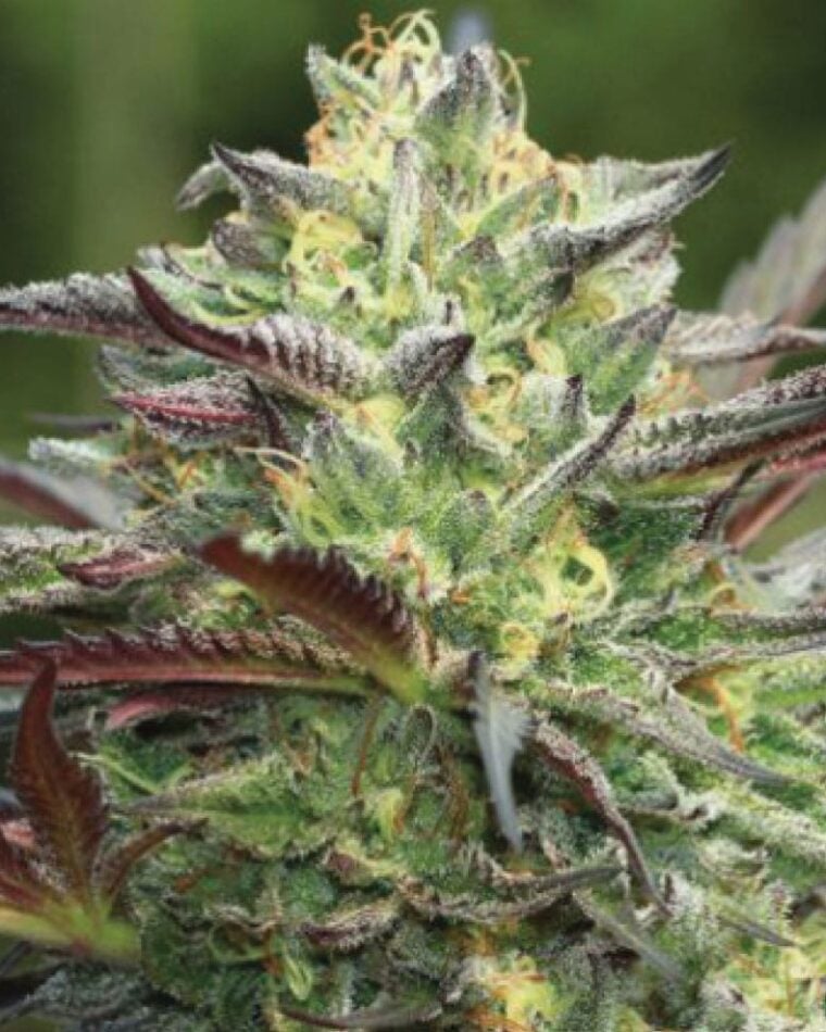 All Gas OG by Humboldt Seed Company – Female seeds – Indica-heavy – Suited for indoor growing – image 1 – Seed City