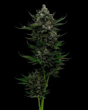 All Gas OG Autoflower