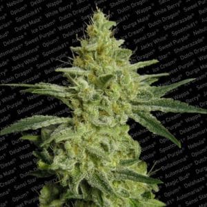 All Kush