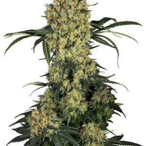 Aloha OG from Sensi Research Seeds