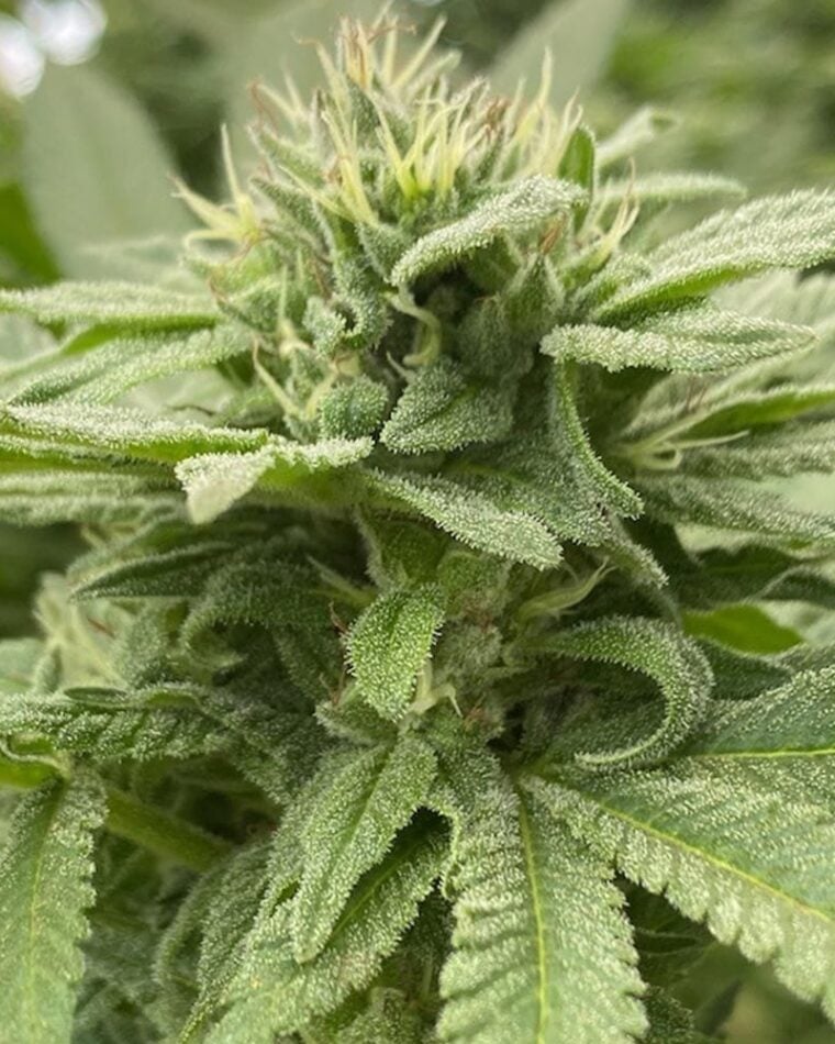 Alpine Strawberry cannabis seeds – Earthy – 12/12 Photoperiod – Guaranteed female plants – image 1 from Seed City