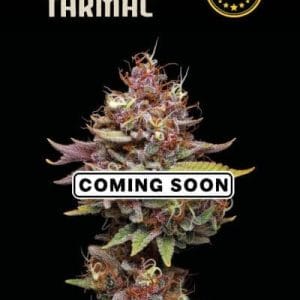 Image 1 of Amaretto Tarmac cannabis by Seed Stockers – Mostly Sativa – The End of September – Creative – Seed City