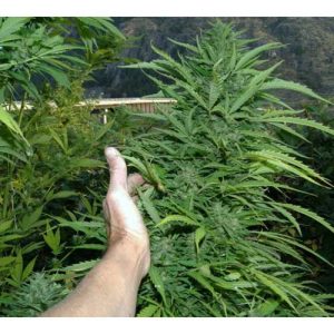 Amazing Cherry by Flash Seeds – Guaranteed female plants – Outdoor cultivation – Auto-Flowering – image 1 – Seed City