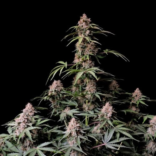 Amnesia Zkittlez Auto from FastBuds