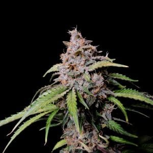 Amnesia Zkittlez Auto