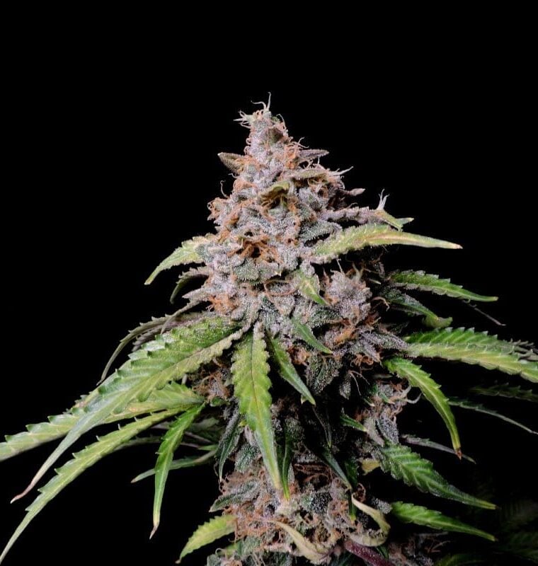 Amnesia Zkittlez Auto cannabis seeds – Psychedelic – Super Strength – Guaranteed female plants – image 1 from Seed City