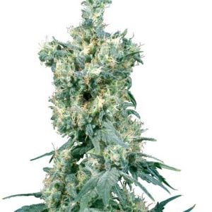 Fruity – Middle of October – Indica Dominant – American Dream strain – image 1 – from Sensi Seeds via Seed City