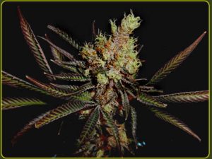 Amethyst Bud