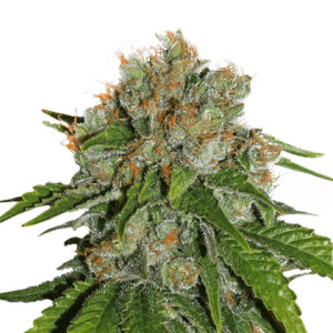 Large yield – Psychedelic – Mostly Sativa – Amnesia strain – image 1 – from Seed Stockers via Seed City