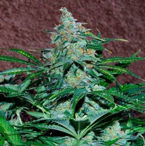 Amnesia Auto