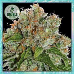 Amnesia Auto from Double Seeds