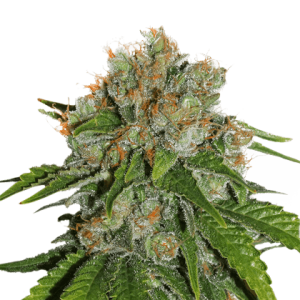Amnesia Autoflower