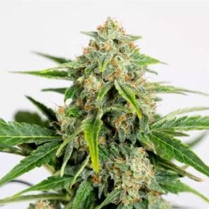 Amnesia CBD Pure Auto cannabis seeds – High CBD – Suited for indoor growing – Auto-Flowering – image 1 from Seed City