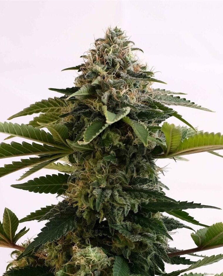 Amnesia Dream XL Auto Edition by Kannabia Seeds – Feminized – Short (up to 80cm) – Outdoor – image 1 – Seed City
