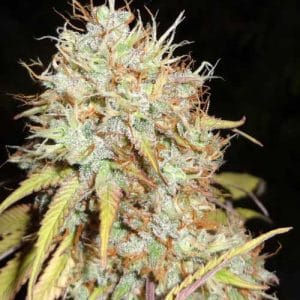 Amnesia Express Auto cannabis seeds – Sativa Dominant – Short (up to 80cm) – Citrus – image 1 from Seed City