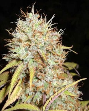Amnesia Express Auto