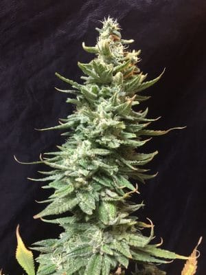 Amnesia Fast