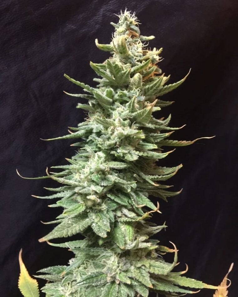 Image 1 of Amnesia Fast cannabis by Seedsman Seeds – Sativa-leaning – Fruity – Guaranteed female plants – Seed City