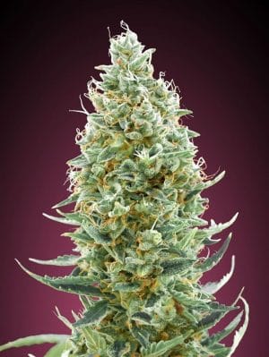 Amnesia Fast
