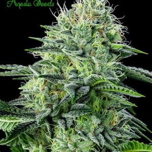 Auto Strawberry Banana from Anesia Seeds