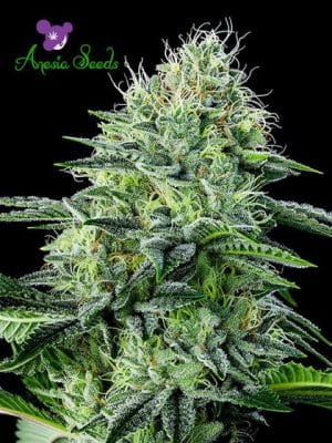 Auto Strawberry Banana