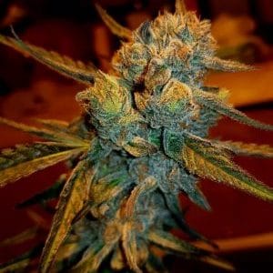 Amnesia Haze by BSB Genetics – Sweet – Female seeds – 12/12 Photoperiod – image 1 – Seed City