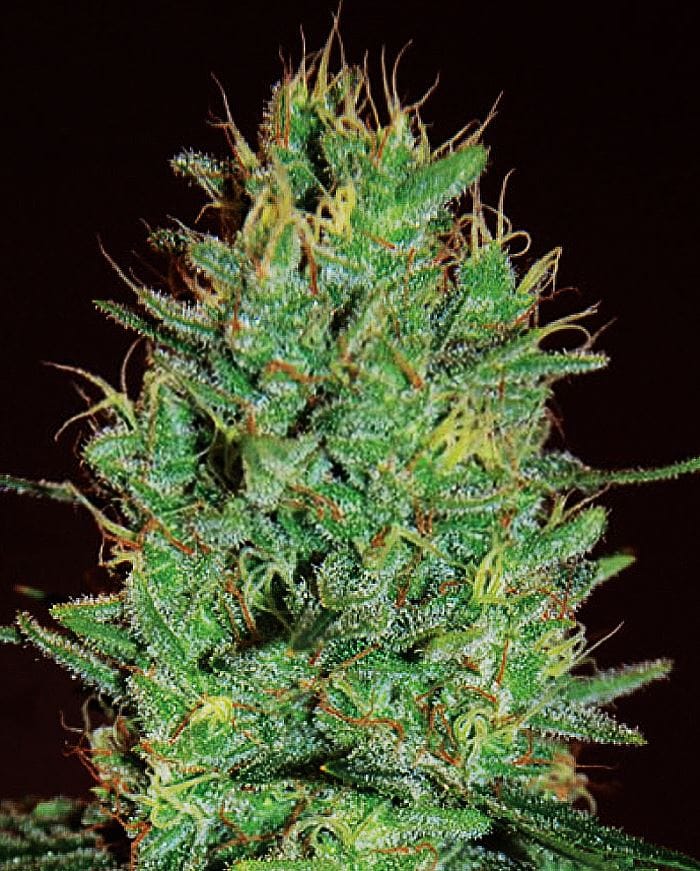 Amnesia Haze cannabis seeds – Female seeds – Sativa-leaning – 12/12 Photoperiod – image 1 from Seed City