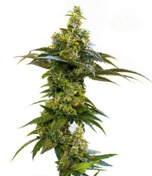 Amnesia Haze