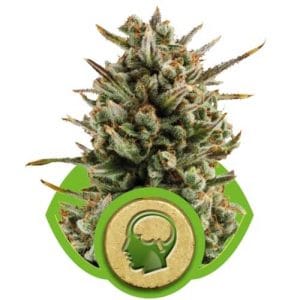Amnesia Haze Automatic cannabis seeds – Uplifting – Spicy – Sativa-leaning – image 1 from Seed City