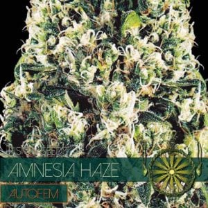 Amnesia Haze Auto by Vision Seeds – Guaranteed female plants – 50% Indica/50% Sativa – Greenhouse – image 1 – Seed City