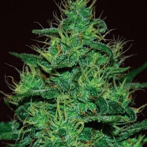 Amnesia Haze Auto by Expert Seeds – Indoor – Auto-Flowering – Super Strength – image 1 – Seed City