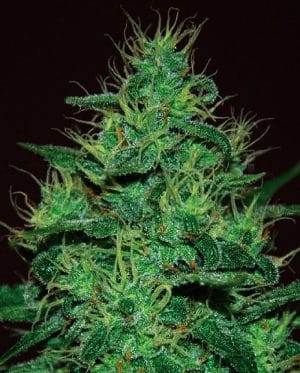 Amnesia Haze Auto
