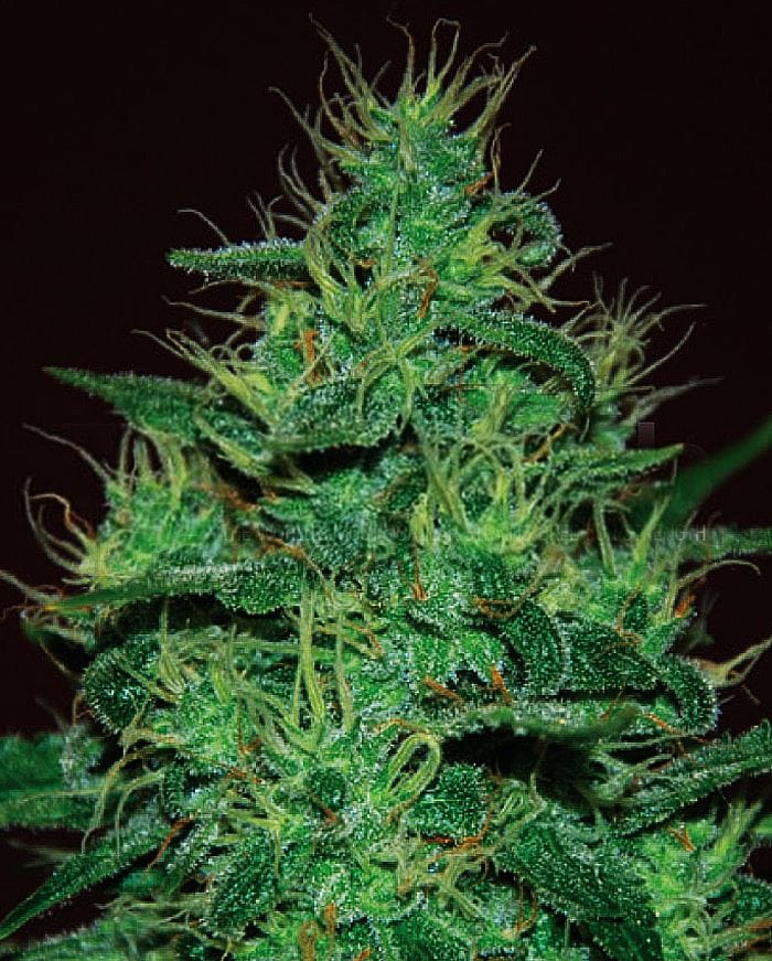 Amnesia Haze Auto 大麻の種子 | Expert Seeds | Seed City