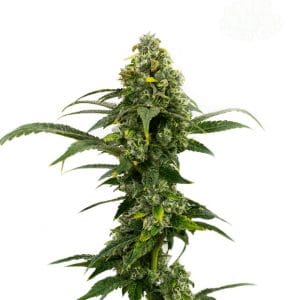 Happy – Indoor – Female seeds – Amnesia Haze Auto strain – image 1 – from Seed City Seeds via Seed City