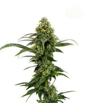 Amnesia Haze Auto