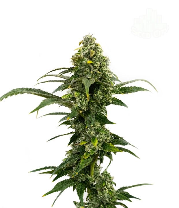 Happy – Indoor – Female seeds – Amnesia Haze Auto strain – image 1 – from Seed City Seeds via Seed City